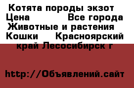 Котята породы экзот › Цена ­ 7 000 - Все города Животные и растения » Кошки   . Красноярский край,Лесосибирск г.